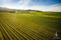 springtime-napa-valley-tinacci-photo.jpg