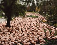 Tunick Sheep.jpg