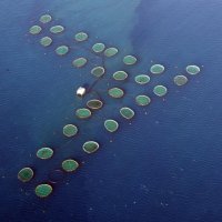 Fish Farm Limassol.jpg