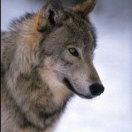 TomWolves