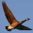 EyesofCanadaGoose