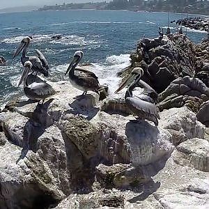 Aerial view of huge Pelican birds at Concon beach in Chile